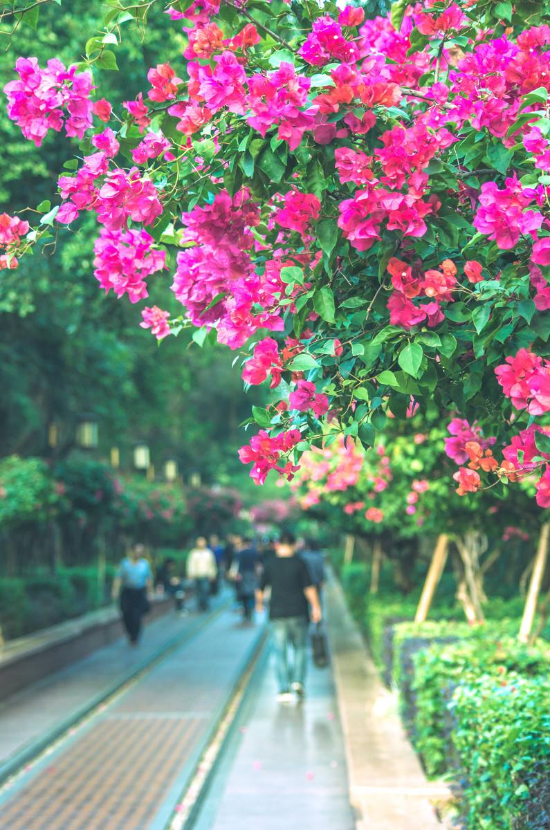 深圳，深圳.jpg